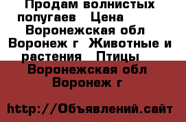 Продам волнистых попугаев › Цена ­ 500 - Воронежская обл., Воронеж г. Животные и растения » Птицы   . Воронежская обл.,Воронеж г.